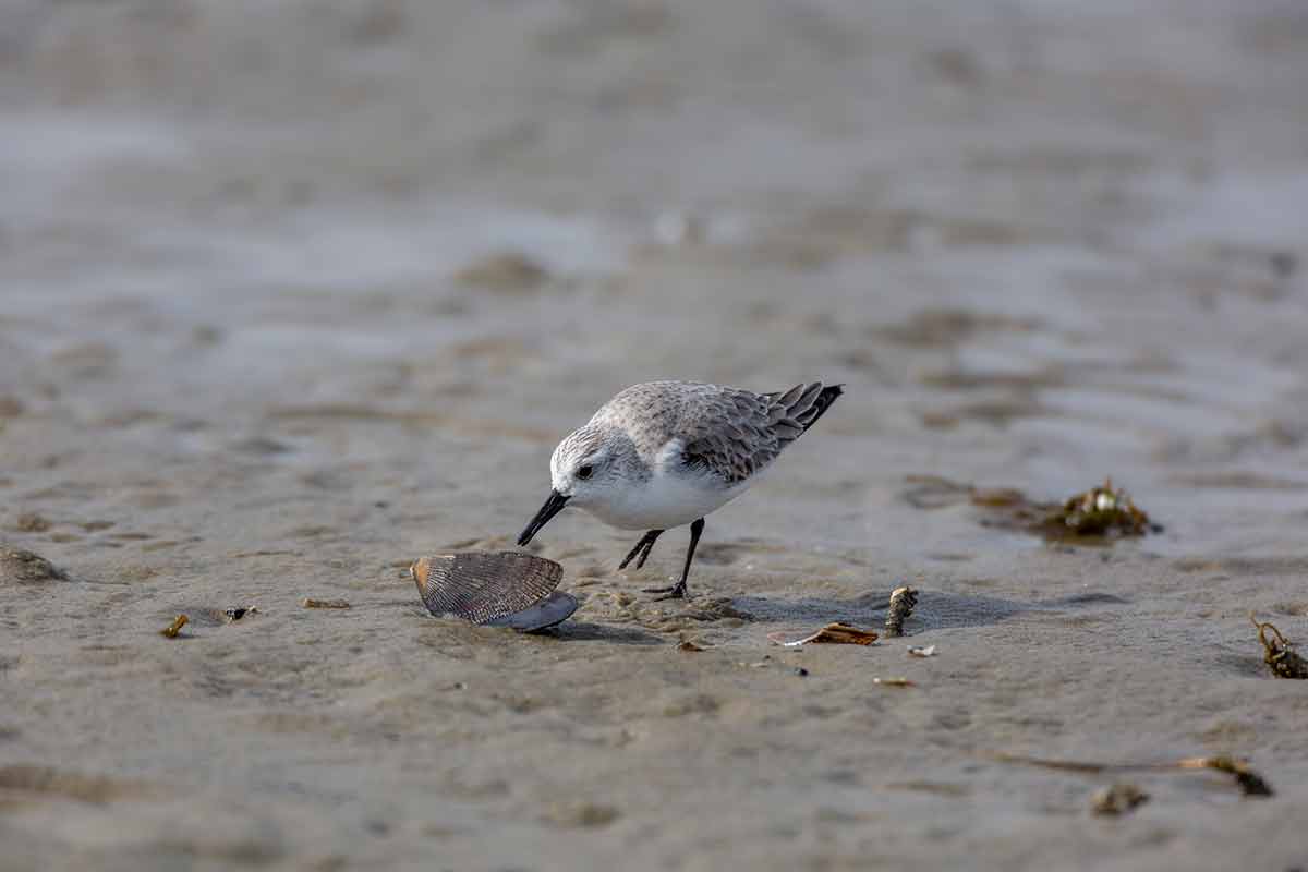 virginia beach beaches a sanderling picking on a shell on the sand