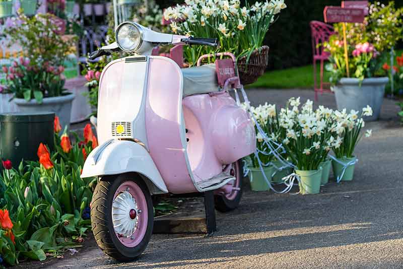 Pink Scooter In A Flower Garden With Tulips