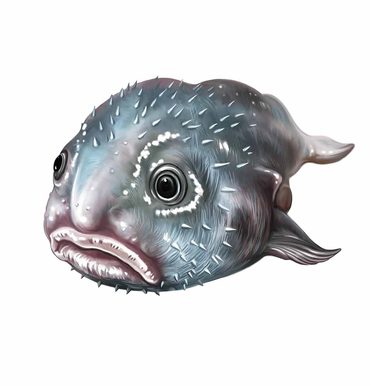 weird animals blobfish