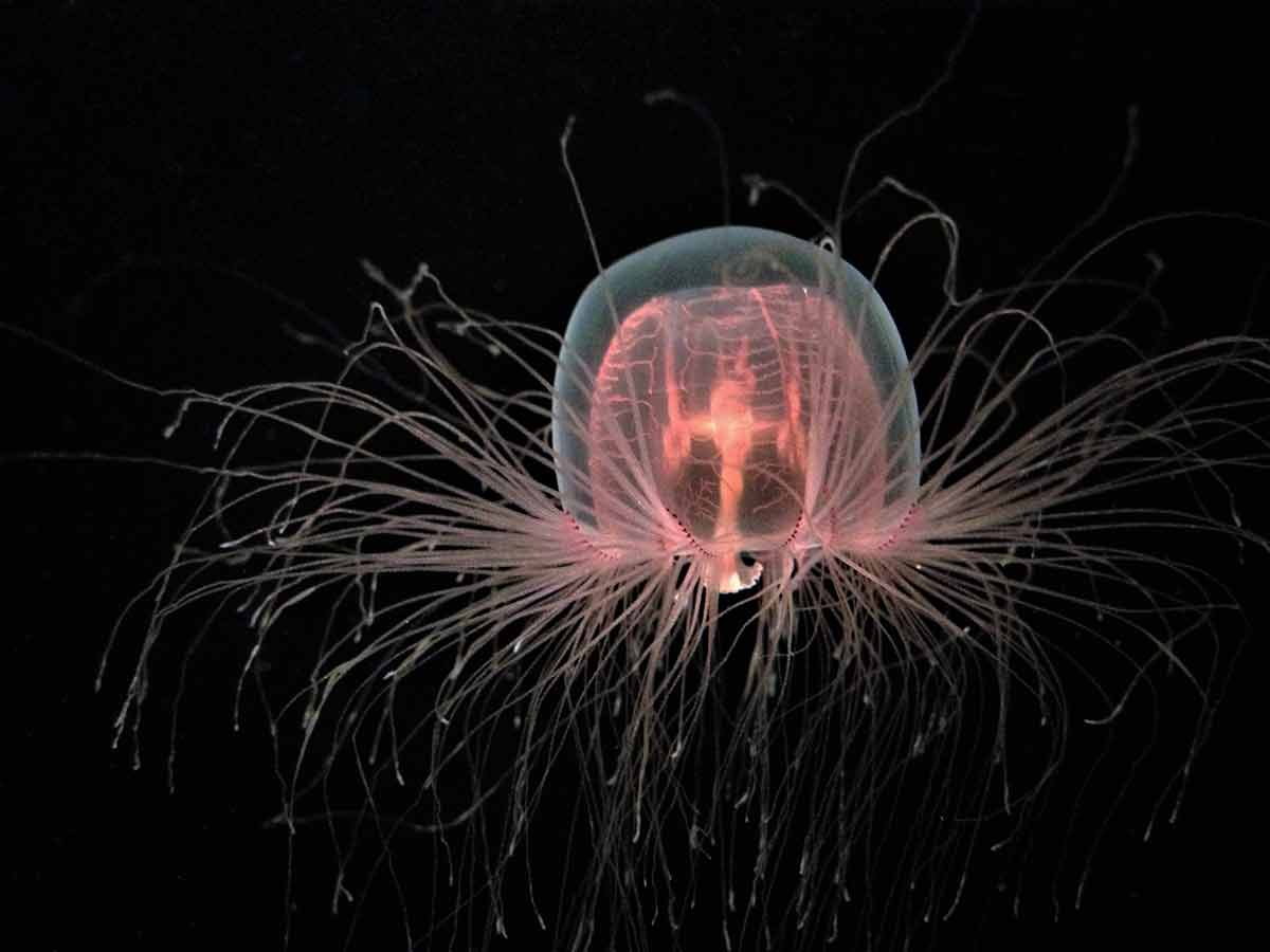 weird animals immortal jellyfish