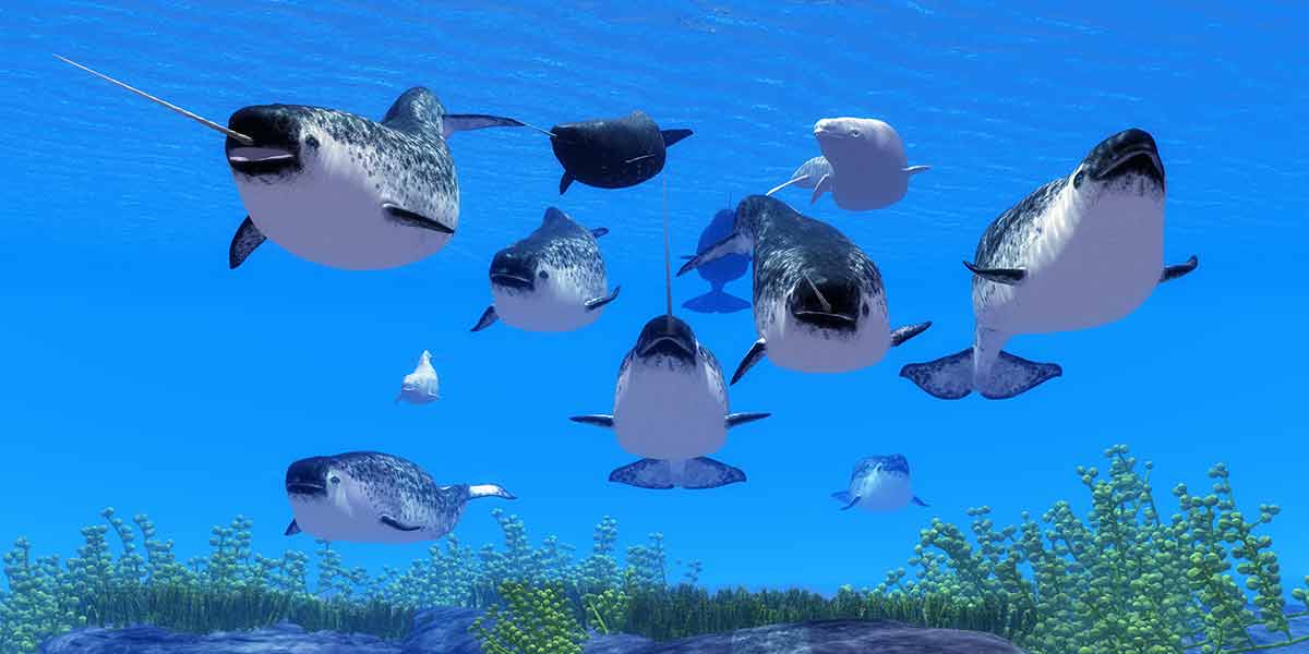 weird ocean animals
