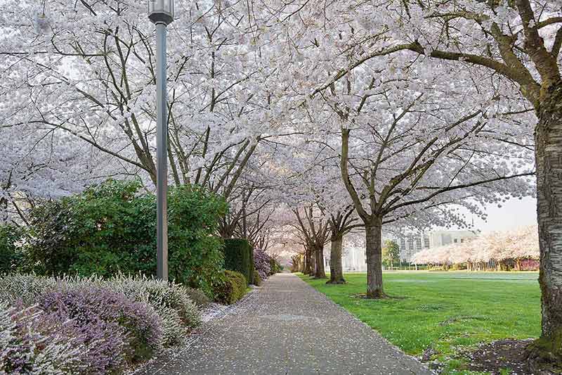 weird things to do in salem oregon avenue of trees