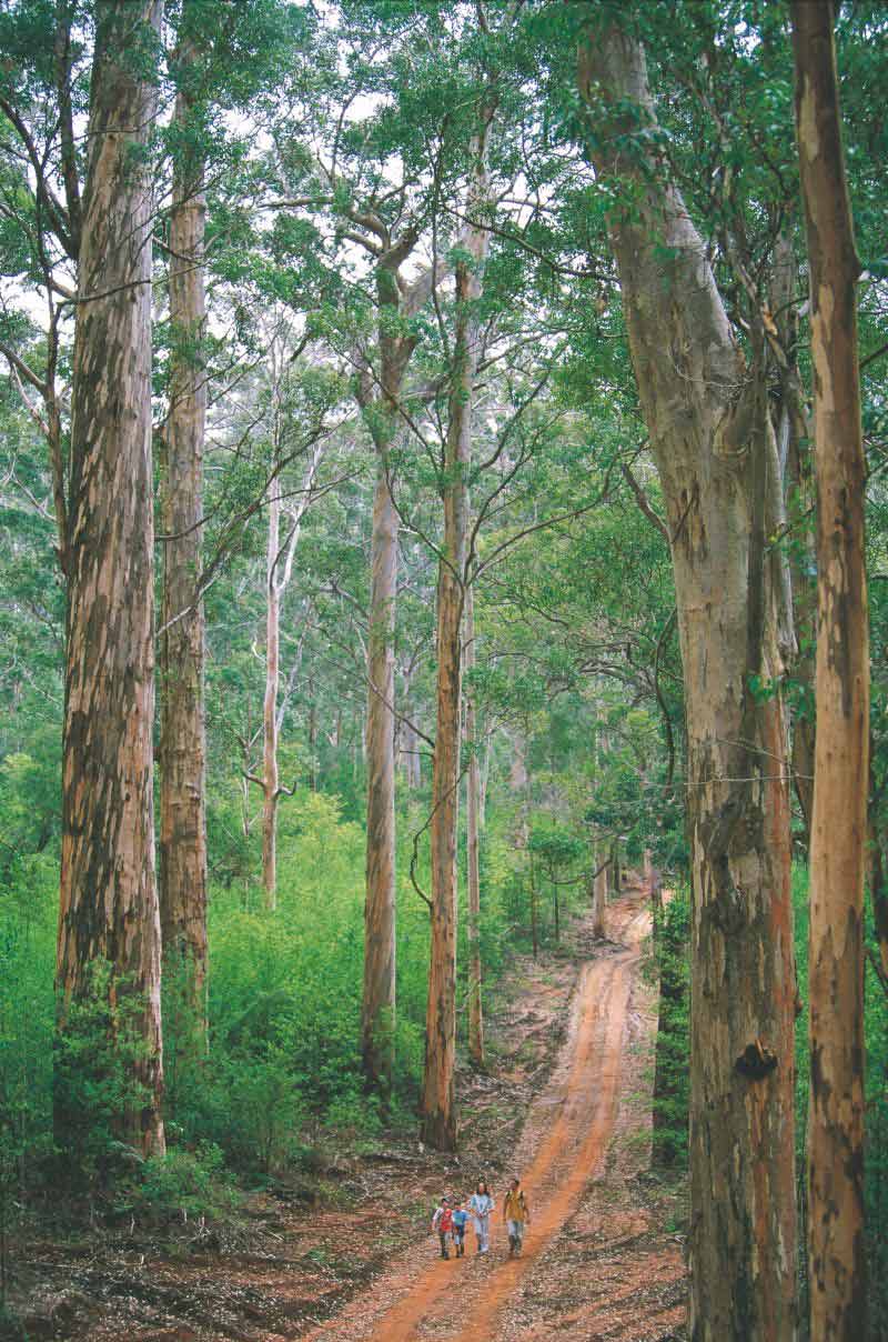 western-australia-couple-walking-through-karri-forest-pemberton