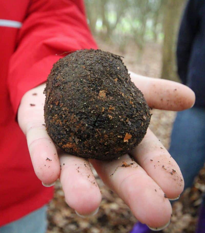western australia truffle hand