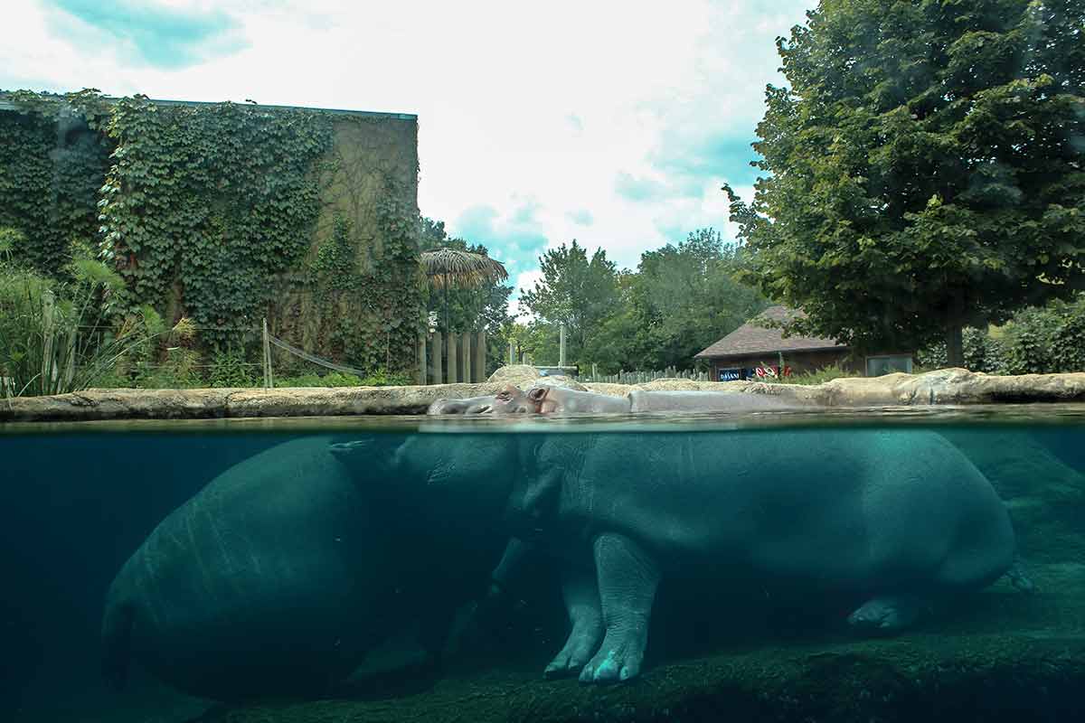 westside cincinnati landmarks Hippo is resting under water