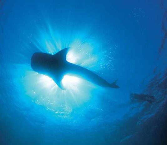 whale shark exmouth