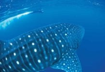 Swimming With Whale Sharks At Ningaloo Reef whale sharks exmouth