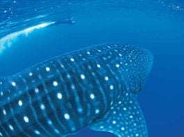 whale sharks exmouth