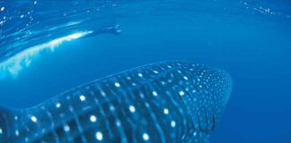 Swimming With Whale Sharks At Ningaloo Reef whale sharks exmouth