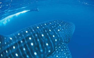 whale sharks exmouth
