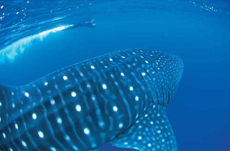Swimming With Whale Sharks At Ningaloo Reef whale sharks exmouth