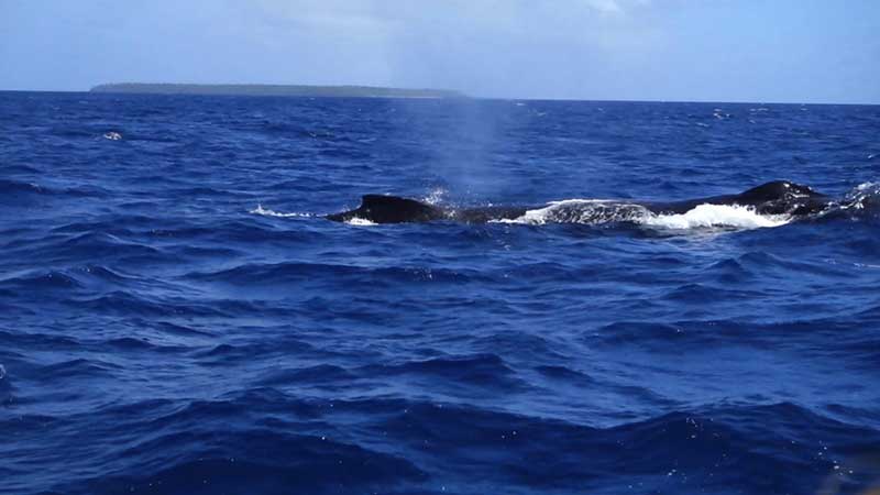 whale swim tonga