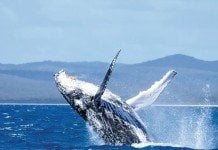 Visiting Hervey Bay With Kids? Start Here whale watching hervey bay