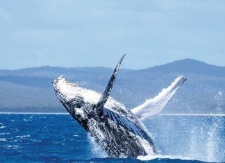 Visiting Hervey Bay With Kids? Start Here whale watching hervey bay