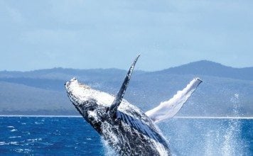 whale watching hervey bay