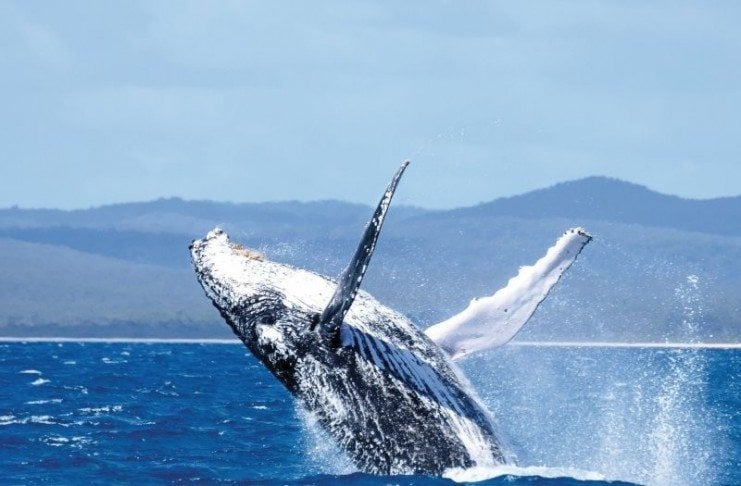 Visiting Hervey Bay With Kids? Start Here whale watching hervey bay