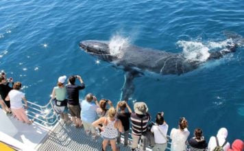 whale watching hervey bay