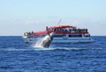 whale watching sydney