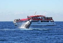 I Couldn’t Believe How Close These Sydney Whales Came whale watching sydney