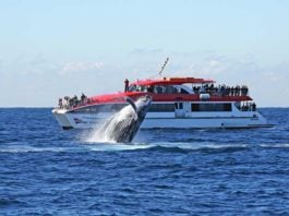 whale watching sydney