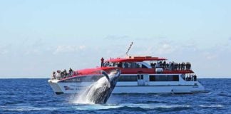 whale watching sydney