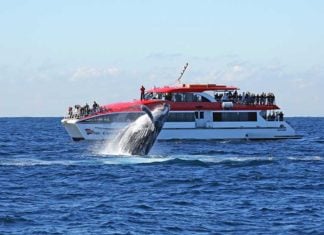I Couldn’t Believe How Close These Sydney Whales Came whale watching sydney