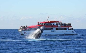 whale watching sydney
