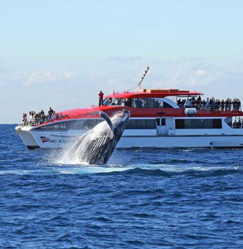 I Couldn’t Believe How Close These Sydney Whales Came whale watching sydney