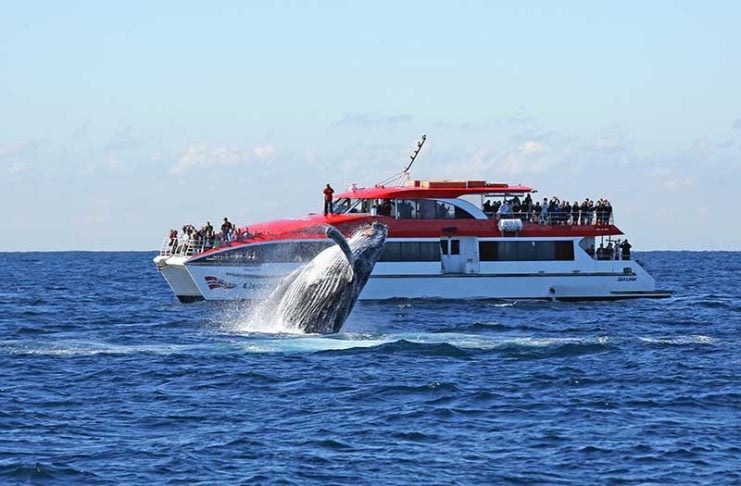 I Couldn’t Believe How Close These Sydney Whales Came whale watching sydney