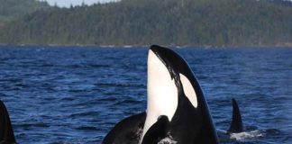 whale watching vancouver island