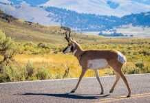 Wyoming Is One of America’s Wildest States — Here’s What Makes It Incredible Pronghorn Antelope At Yellowstone