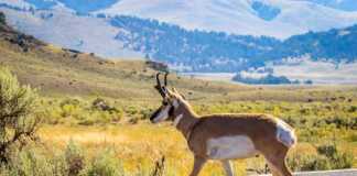 Pronghorn Antelope At Yellowstone