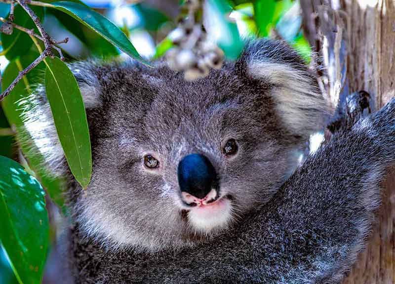 Baby Koala On A Tree In Australia