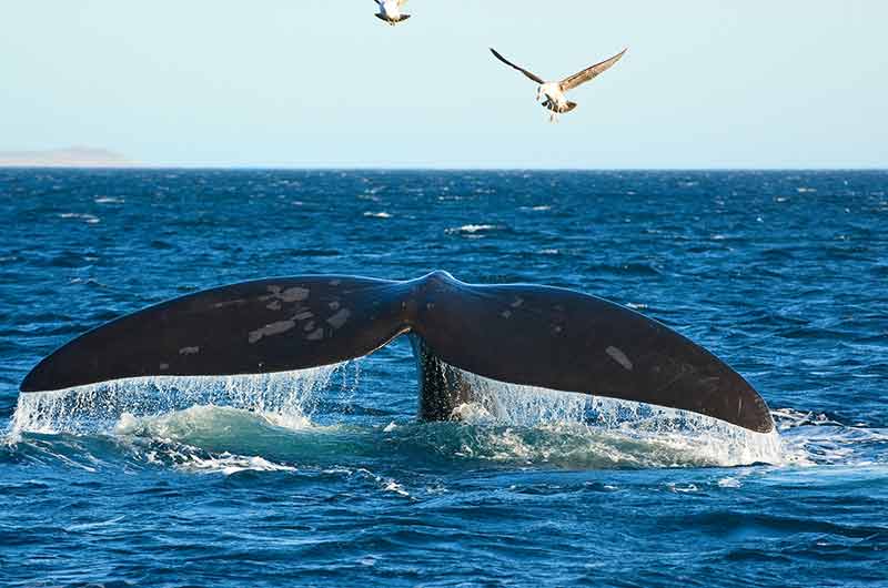 Southern Right Whale In Patagonia, Argentina