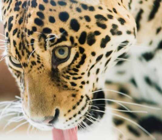 Chinese Leopard Or North China Leopard In A Zoo