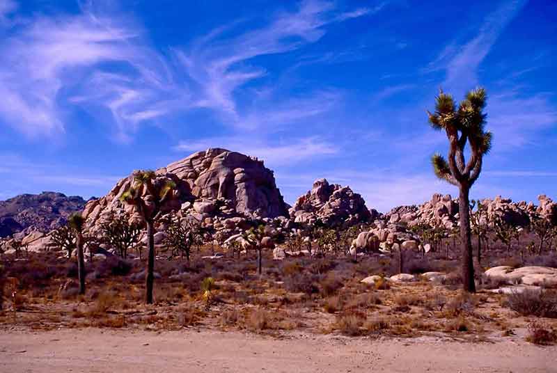 what are the main deserts in california Joshua Tree National Park