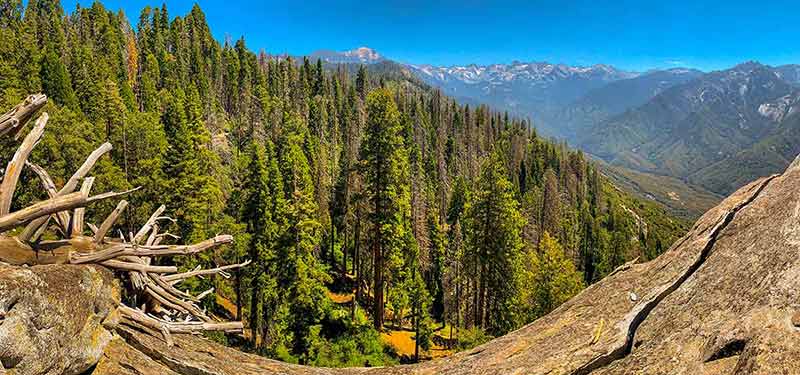 what are the national parks in california forest and mountains on a blue-sky day