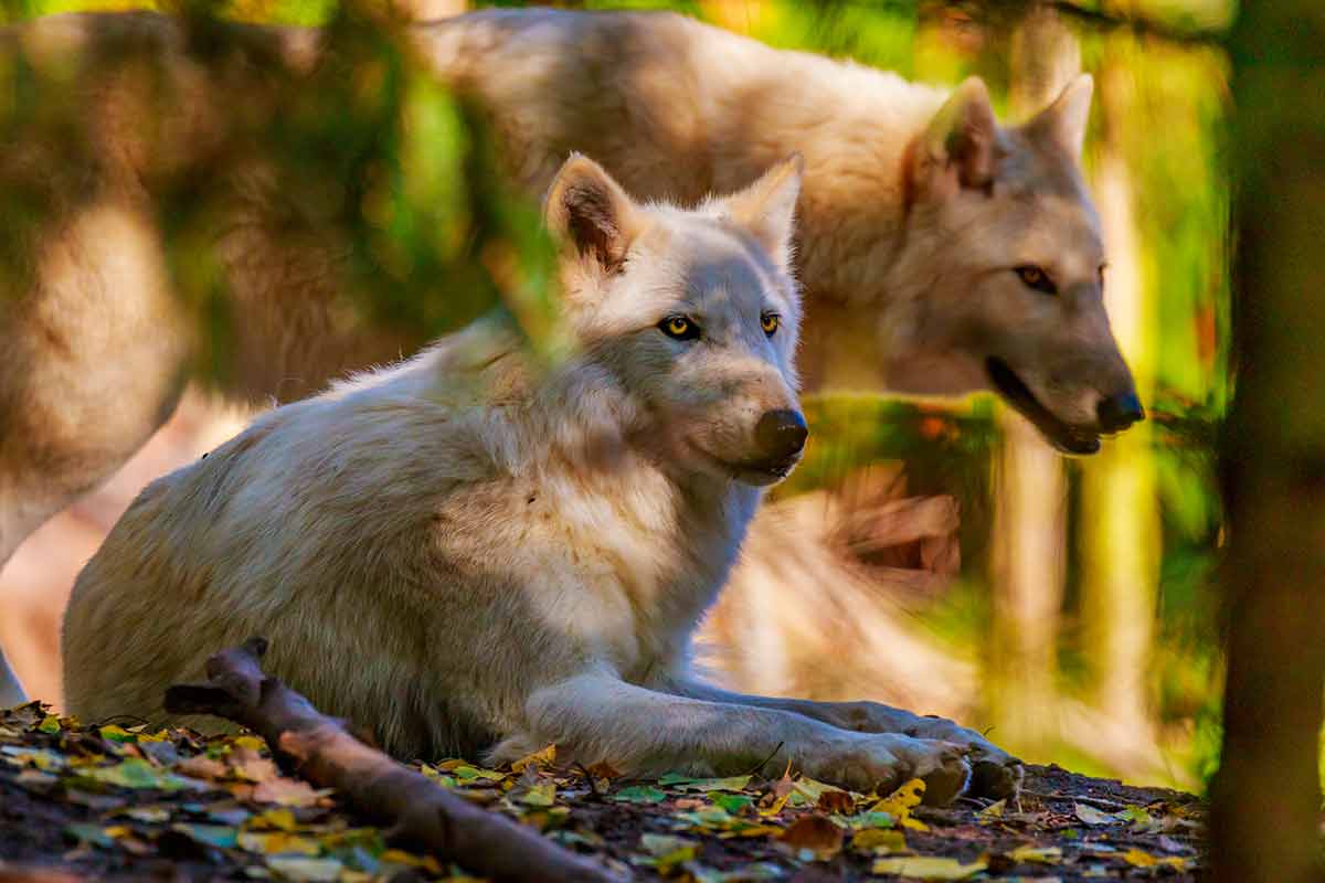 what are the national parks in minnesota a pair of gray wolves