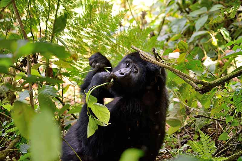 A Gorilla Mother Feeds In Bwindi Impenetrable Forest