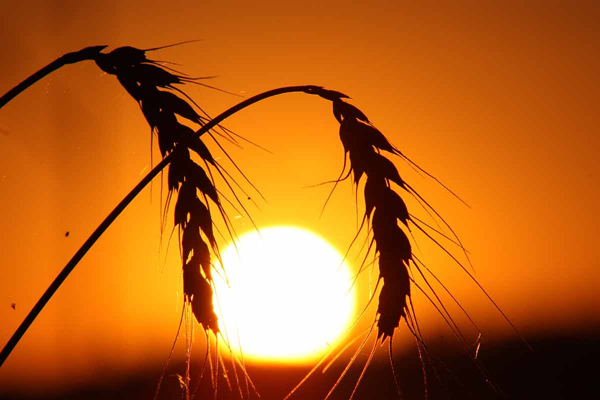 Kansas Wheat Sunset Close Up