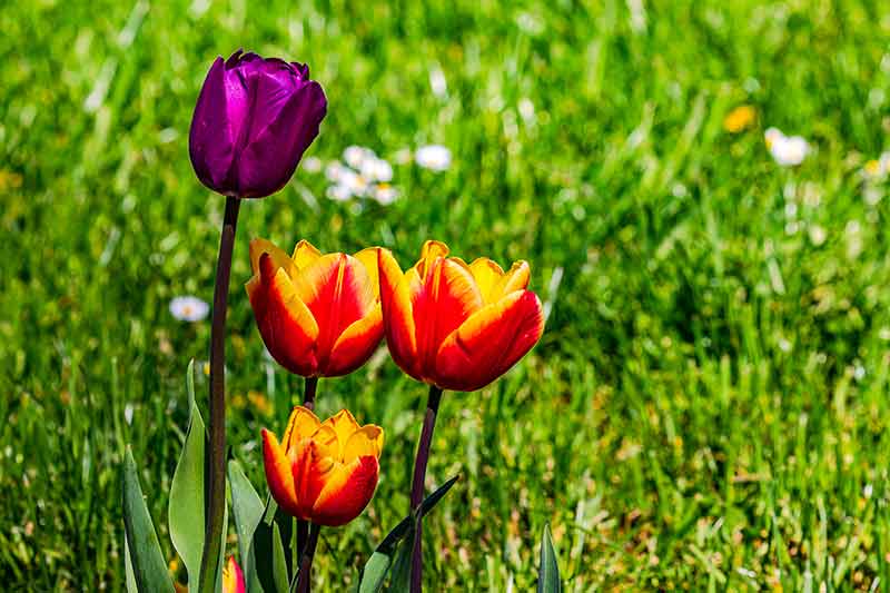 Several Colorful Tulips In Purple And Yellow-Red