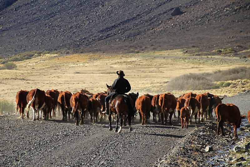 Gauchos And Herd Of Cows In Argentina