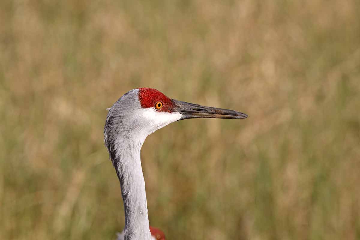 Closeup Of Sandhill Crane