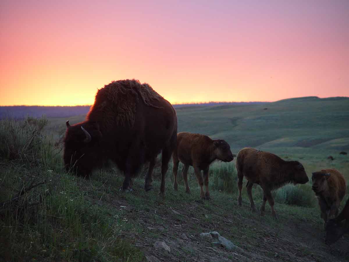 Buffalo At Sunset