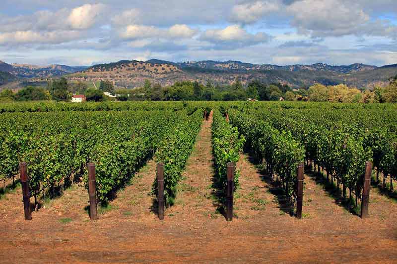 Vineyard In Napa, California