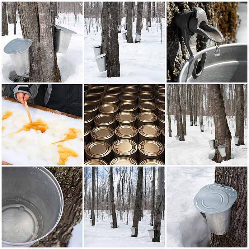 Maple Syrup Production