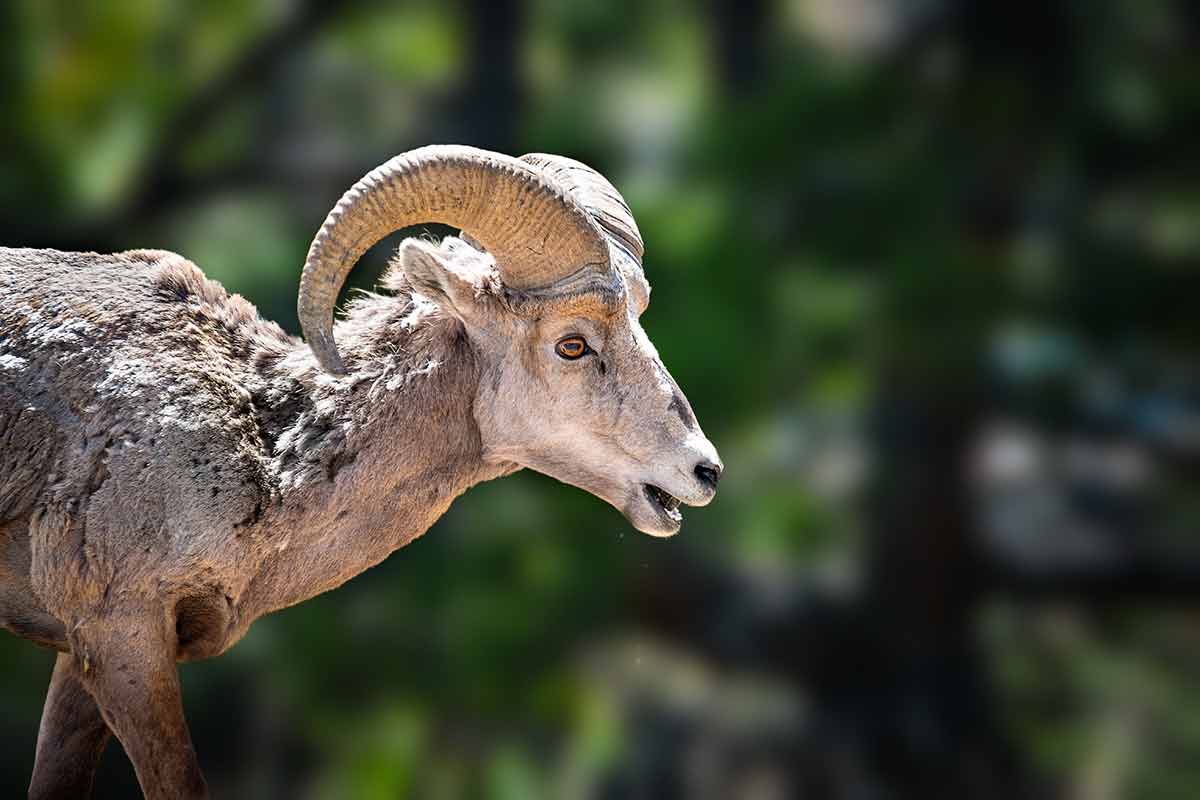 Big Horn Sheep With Selective Focus In Colorado