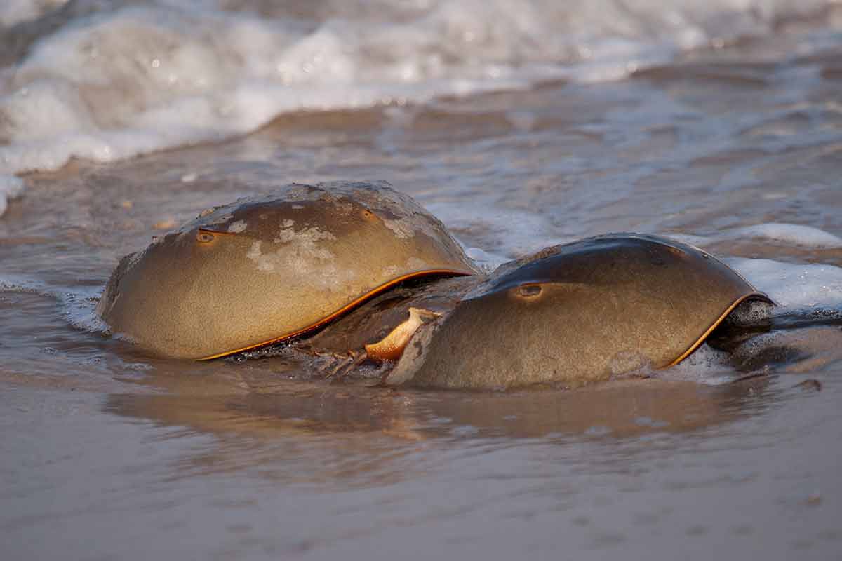 Horseshoe Crabs In The Surf
