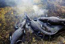 what is florida national parks three alligators in the water