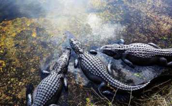 20 National Parks in Florida You Won’t Believe Exist what is florida national parks three alligators in the water